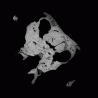 SK 48 Paranthropus robustus temporals gif