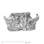 SK 48 Paranthropus robustus temporals inferior