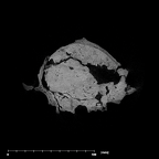 SK 48 Paranthropus robustus temporals internal