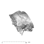 SK 48 Paranthropus robustus temporals lateral left