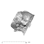 SK 48 P. robustus temporals