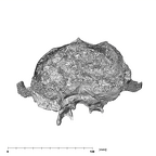 SK 48 Paranthropus robustus temporals posterior
