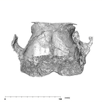 SK 48 Paranthropus robustus temporals superior