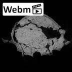 SK 48 Paranthropus robustus temporals ct stack movie