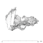 SK 49 Paranthropus robustus cranial fragment 1