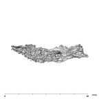 SK 49 Paranthropus robustus cranial fragment 2