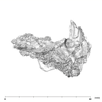 SK 49 Paranthropus robustus cranial fragment 3
