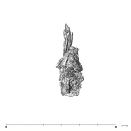 SK 49 Paranthropus robustus cranial fragment 4