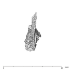SK 49 Paranthropus robustus cranial fragment 5