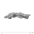 SK 49 Paranthropus robustus cranial fragment 6