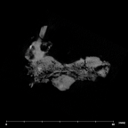 SK 49 Paranthropus robustus cranial fragment internal