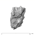 SK 49 Paranthropus robustus cranium  inferior