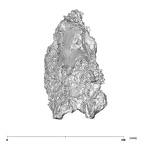 SK 49 Paranthropus robustus cranium anterior