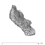 SK 49 Paranthropus robustus cranium lateral right