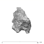 SK 49 Paranthropus robustus cranium posterior