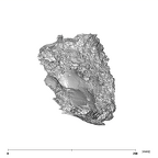 SK 49 Paranthropus robustus cranium superior