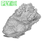 SK 49 Paranthropus robustus cranium ply