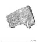 SK 49 Paranthropus robustus maxilla anterior