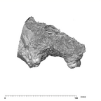SK 49 Paranthropus robustus maxilla distal