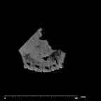 SK 49 Paranthropus robustus maxilla internal