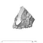 SK 49 Paranthropus robustus maxilla lateral left