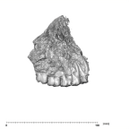 SK 49 Paranthropus robustus maxilla lateral right
