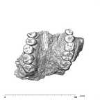 SK 49 Paranthropus robustus maxilla occlusal