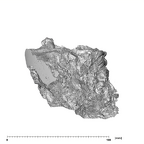SK 49 Paranthropus robustus maxilla superior