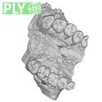SK 49 Paranthropus robustus maxilla ply