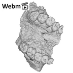 SK 49 Paranthropus robustus maxilla ply movie