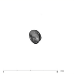 SK 4 Paranthropus robustus URC apical