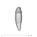 SK 4 Paranthropus robustus URC distal
