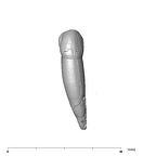 SK 4 Paranthropus robustus URC labial