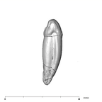 SK 4 Paranthropus robustus URC mesial