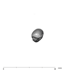 SK 4 Paranthropus robustus URC occlusal