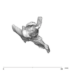 SK 50 Paranthropus robustus right os coxae inferior