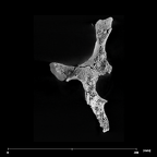 SK 50 Paranthropus robustus right os coxae internal