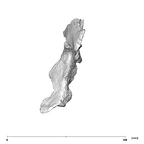 SK 50 Paranthropus robustus right os coxae medial