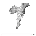 SK 50 Paranthropus robustus right os coxae posterior
