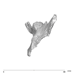 SK 50 Paranthropus robustus right os coxae superior