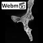 SK 50 Paranthropus robustus right os coxae ct stack movie