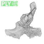 SK 50 Paranthropus robustus right os coxae ply
