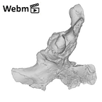 SK 50 Paranthropus robustus right os coxae ply movie