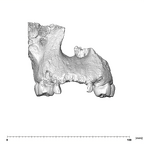 SK 52 Paranthropus robustus maxilla anterior