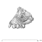 SK 52 Paranthropus robustus maxilla lateral left