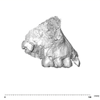 SK 52 Paranthropus robustus maxilla lateral right