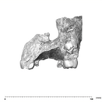 SK 52 Paranthropus robustus maxilla posterior