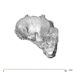 SK 52 Paranthropus robustus maxillasuperior