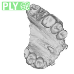 SK 52 Paranthropus robustus maxilla ply