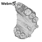 SK 52 Paranthropus robustus maxilla ply movie